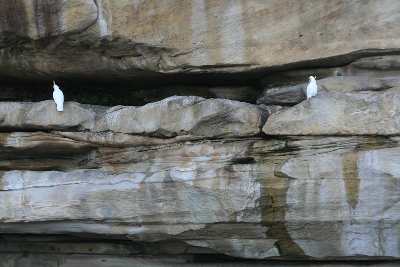 Two cockatoos in the cliffs