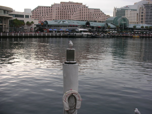 Seagull at Darling Harbour