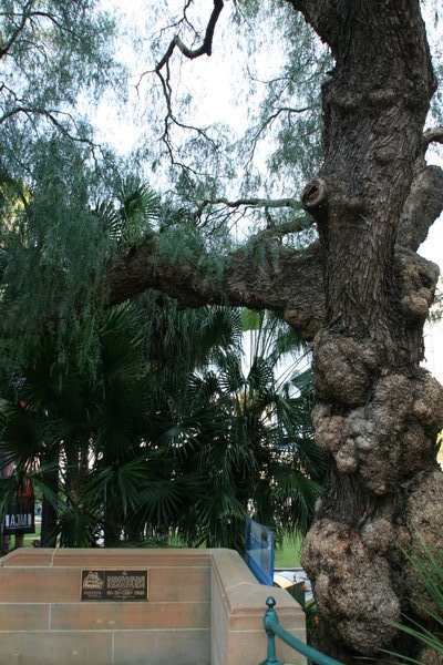 Weird Tree