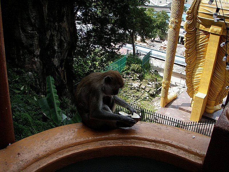 Monkeys at the Batu Caves