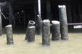 Stumps at the dock