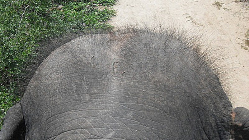 The elephants hairy head