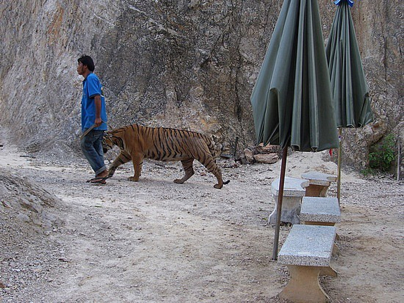 Walking the tigers back home