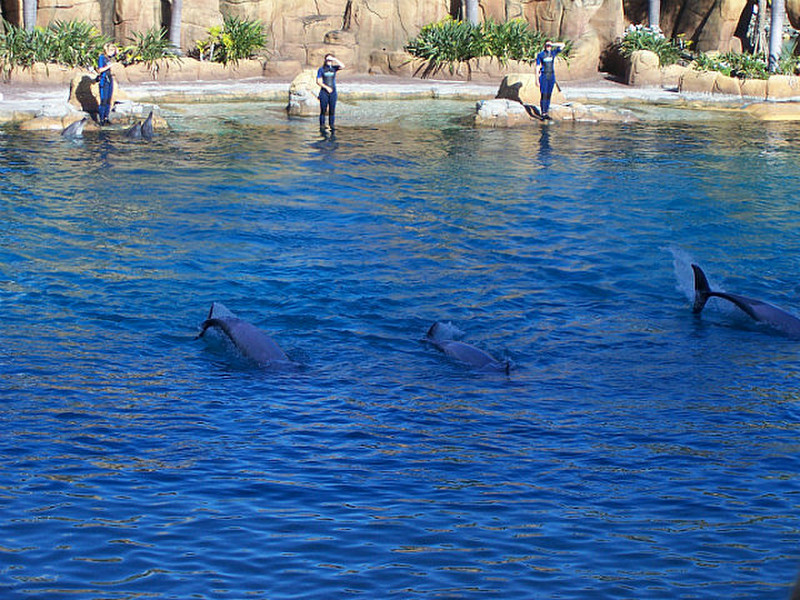 Dolphin Cove Show