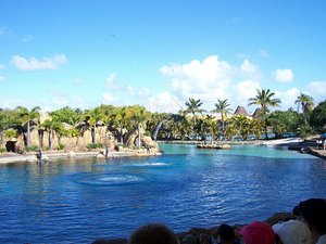 Dolphin Cove Show