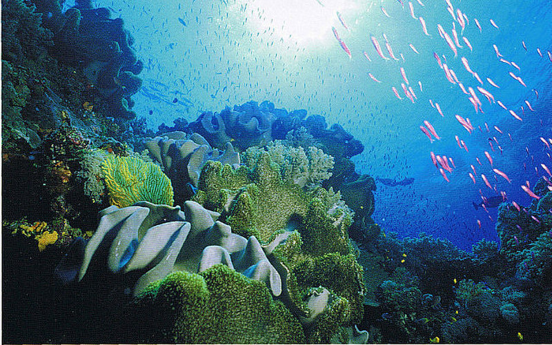 Leather corals &amp; purple anthias line the reef edge