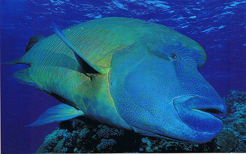 Wally the Maori Wrasse at the reef