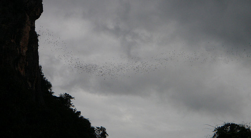 The bats start to appear