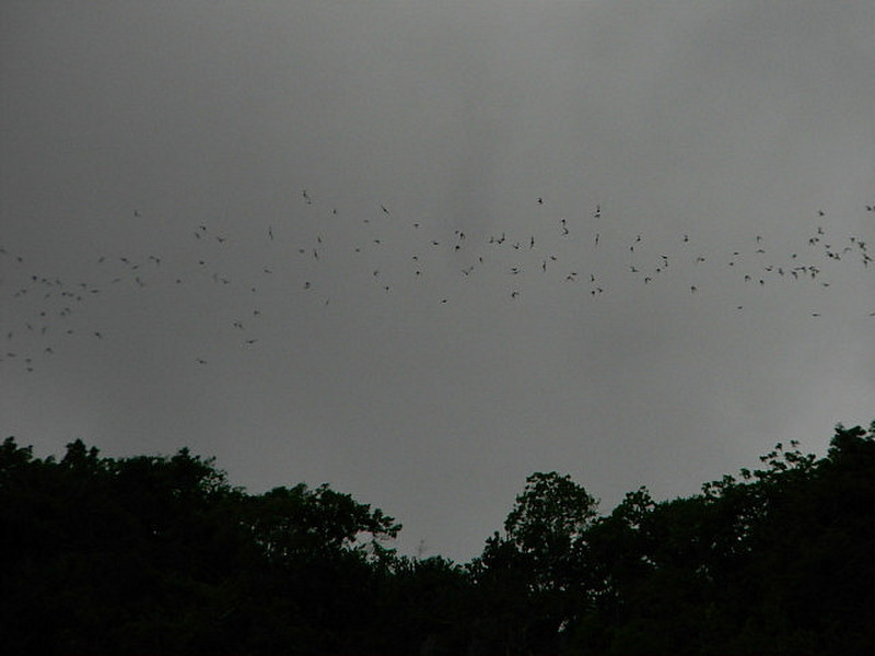 The bats - looking like smoke in the sky