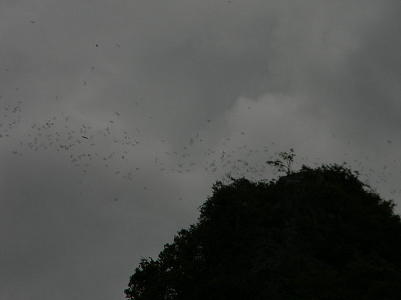 Thousands of bats