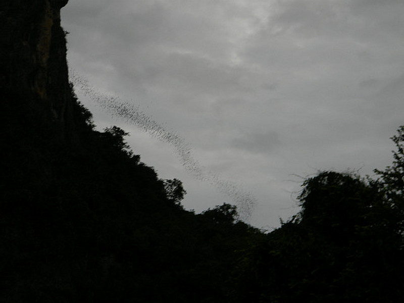 Karst Mountain with the line of bats