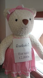 Teddy for sale -  AUD380.00