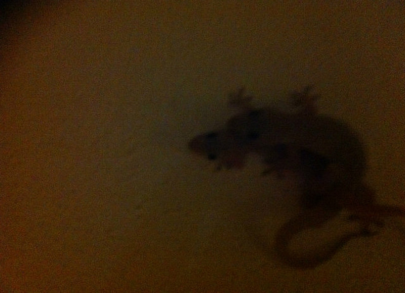 Gecko on hotel wall