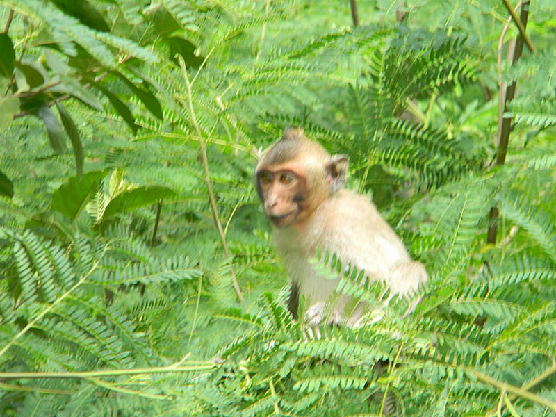 Monkeys next to the road