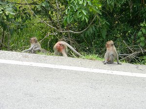 Monkeys on the road