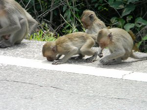 Monkeys on the road