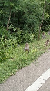 Monkeys at the side of the road