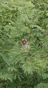 Monkey in the bush