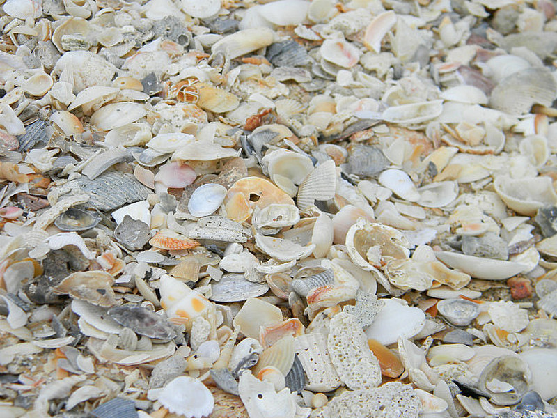 Sea shells on the sea shore