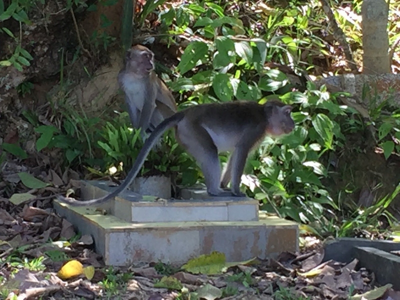 Monkeys at The Cemetry