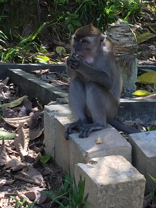 Monkeys At The Strange Little Cemetery