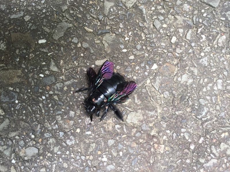 A Pretty Bug