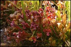thumbnail.large.5.1287422272.pitcher-plants-at-the-zoo