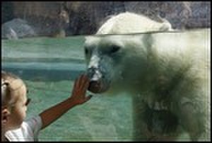 thumbnail.large.5.1287422272.polar-bear-vs-girl