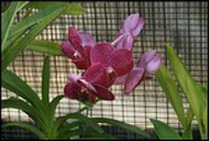 thumbnail.large.5.1287422272.zoo-orchid