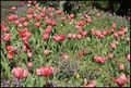 thumbnail.large.6.1288612741.twolips-or-tulips-whatever