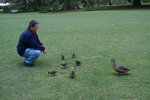 6.1288612741.bob-instructing-his-ducks