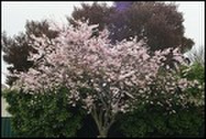 thumbnail.large.6.1288612741.flowering-tree-any-guesses