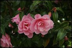 thumbnail.large.6.1288612741.pink-rhodendrons