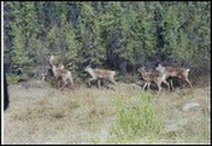 thumbnail.large.8.1295301163.caribou-herd
