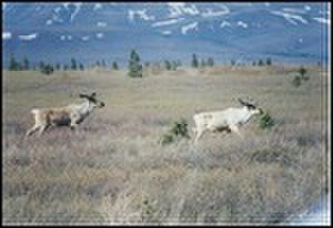 thumbnail.large.8.1295301163.moose-denali-national-park