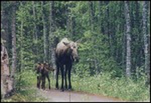 thumbnail.large.8.1295301163.moose-family-bird-creek