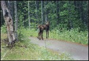 thumbnail.large.8.1295301163.moose-twins-bird-creek
