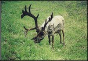 thumbnail.large.8.1295301163.wal-mike-s-reindeer