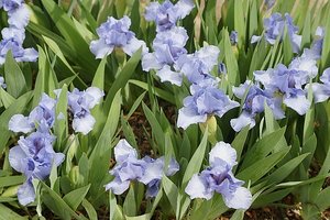 9.1306442297.purple-iris