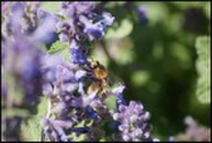 thumbnail.large.9.1306442297.bee-in-the-garden