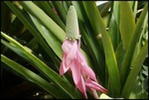 thumbnail.large.9.1306442297.favorite-bromeliad