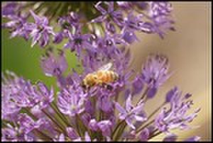 thumbnail.large.9.1306442297.feeding-time-for-bees