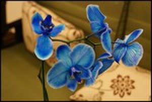 thumbnail.large.9.1306442297.mother-s-day-orchid