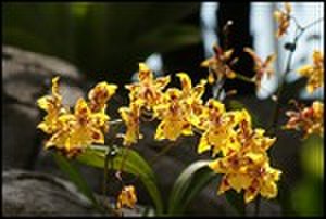 thumbnail.large.9.1306442297.orchid