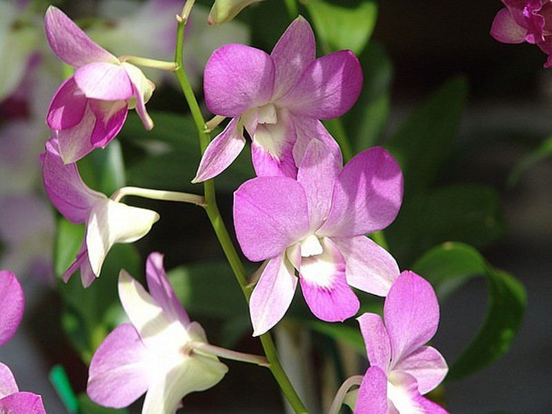 10.1307647765.3_lihue-orchid-sale