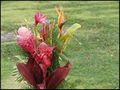thumbnail.large.10.1307647765.2_cemetery-flowers