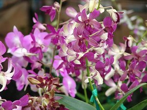 10.1307647765.lihue-orchid-sale
