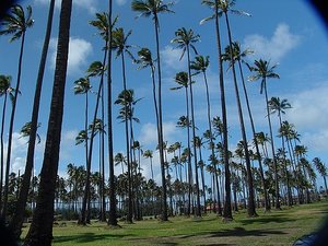 10.1307647765.tall-kauai-palms