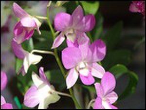 thumbnail.large.10.1307647765.3_lihue-orchid-sale