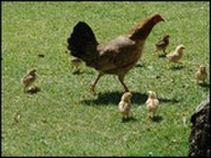 thumbnail.large.10.1307647765.chickens-chickens-everywhere